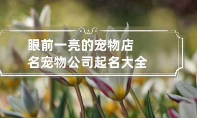 眼前一亮的宠物店名 宠物公司起名大全