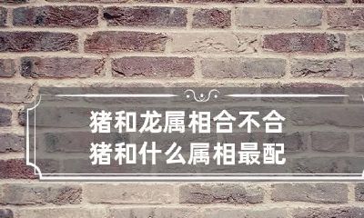 猪和龙属相合不合 猪和什么属相最配