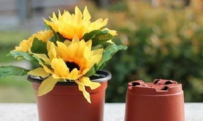 梦到别人搬我们家的盆栽花盆