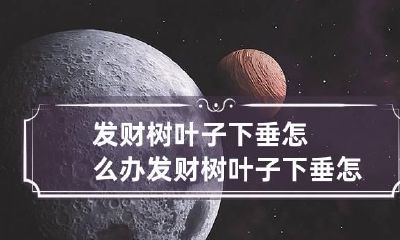 发财树叶子下垂怎么办 发财树叶子下垂怎么办视频