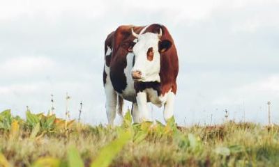 2021辛丑牛年农历三月十二日是祈福好日子吗？