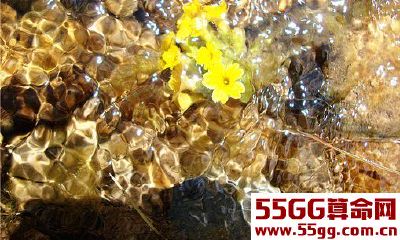 鲁道夫12星座2013年6月运势