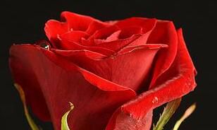 星座花礼 - 白羊座