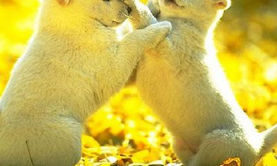 十二星座最喜欢的朋友类型