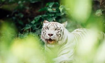 清明节出生的属虎的人好不好？属虎清明节出生什么命？