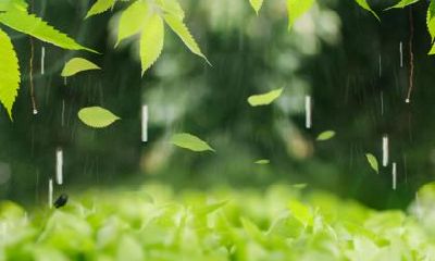 芒种下雨火烧溪的下一句？芒种下雨好还是不下雨好？