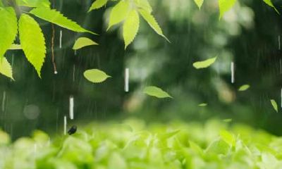 芒种下雨好吗？芒种的天气特点？芒种打雷下雨好不好？