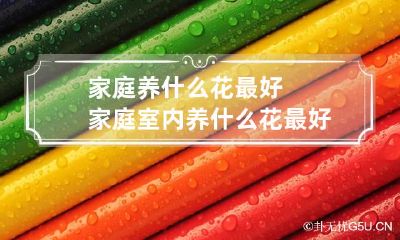 家庭养什么花最好 家庭室内养什么花最好