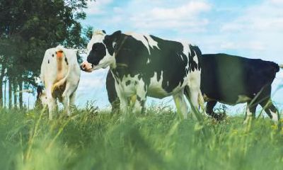 2021年农历五月出生的牛宝宝起什么名字好,起名吉利字分享