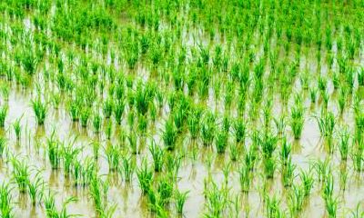 夏至有什么风俗？夏至节气的风俗吃什么？