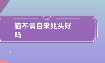 猫不请自来兆头好吗