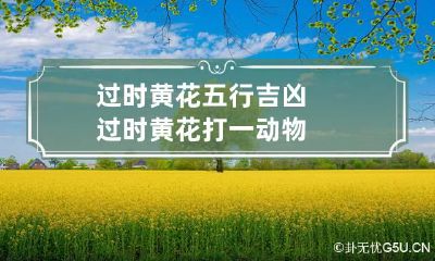 过时黄花五行吉凶 过时黄花打一动物