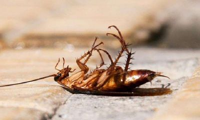 梦见蟑螂成群结队