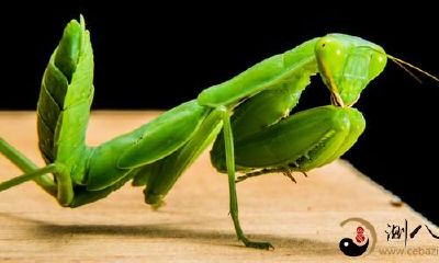 梦到抓幽灵螳螂