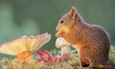 梦见松鼠走入家中