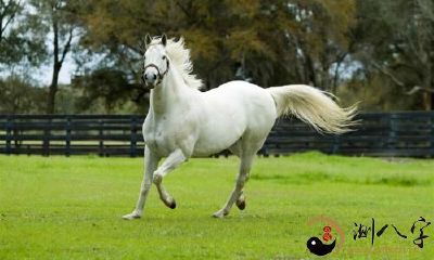 梦见被马踢了一脚