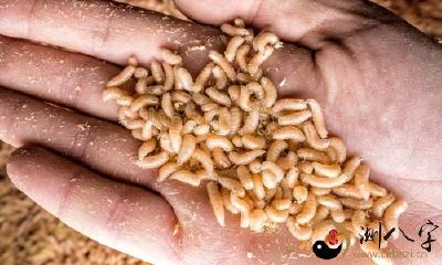 梦到自己全身蛆