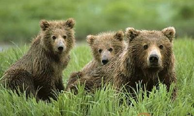 梦到自己被粽熊追逐