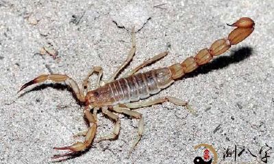 梦到把蜈蚣整死