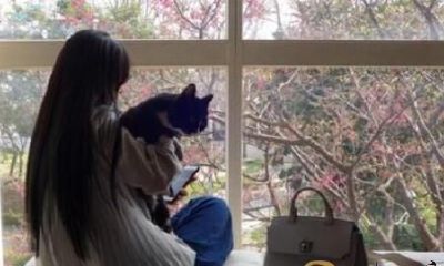 梦见猫牢牢地怀着我