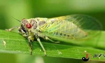 梦到自己抓了许多 蝉