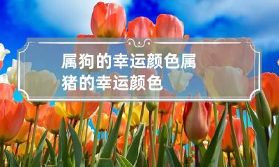 属狗的幸运颜色 属猪的幸运颜色