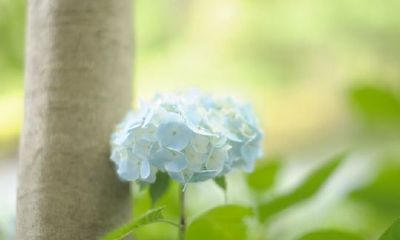 古风文艺的女生名字大全
