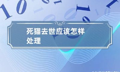 死猫去世应该怎样处理