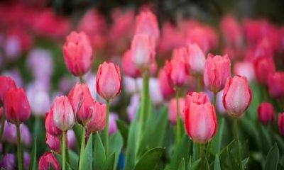 大暑节气相关古诗词大全