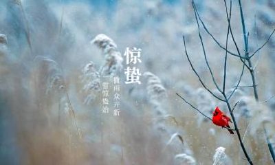 小寒节气的时候梅花开了吗？梅花什么时候开？