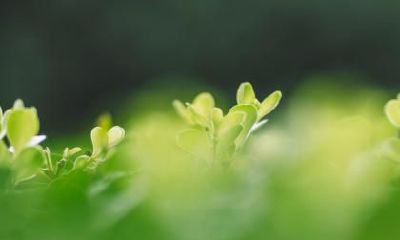 2019年立春黄历日子好吗,适合去庙里烧香祈福吗？