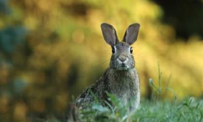 冬至出生的生肖兔的命运是不是非常好？性格如何？