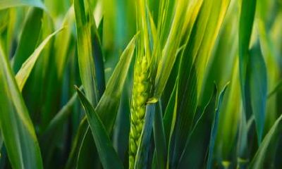 2018年冬至节气的具体时辰是多少？冬至为什么要吃饺子？