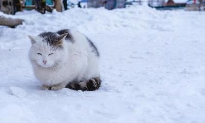 冬至出生的生肖羊的命运好不好？冬至的谚语有哪些？