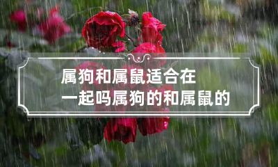 属狗和属鼠适合在一起吗 属狗的和属鼠的在一起好不好