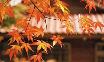 金牛座秋季如何养生？