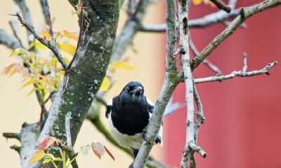 距离2019年元旦还有几天？元旦吃什么传统食物好？