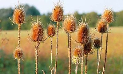 2022年农历有哪几天是凶日？凶日是什么日子？