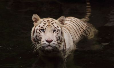 2022年五行属什么年份，出生的男命和女命运势如何？