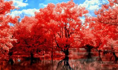 1976年的龙2022年的运势怎么样 财富运势好不好