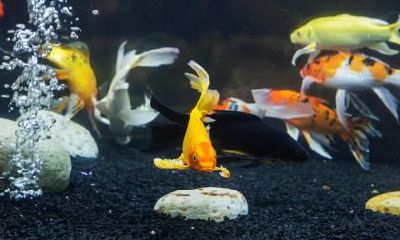 2021年七月廿七出生的女宝宝运气咋样?八字查询命理