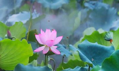 87年的兔在2022年的运势怎么样 事业会有一定上升的机会