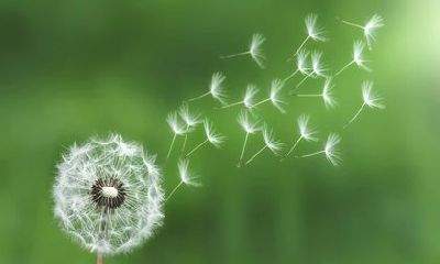 2022年姻缘最旺盛的生肖男 生肖牛可能会结婚