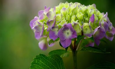 2022财源滚滚来的生肖 属鼠 属猪 属狗