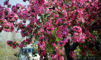 29岁属什么的生肖2022年 1993年鸡年出生的属鸡人