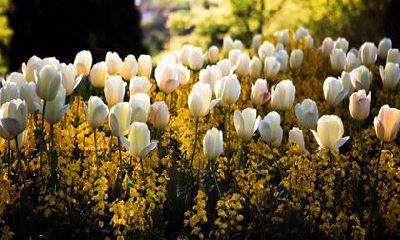 2022生肖猪的全年运势如何 对工作越发失去兴趣