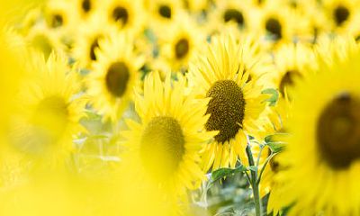 2022年赚百万的五大生肖 生肖鼠 生肖牛 生肖猪