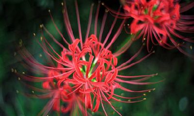 生肖鸡2022年的运势 贵人运和人脉都发展得相当不错