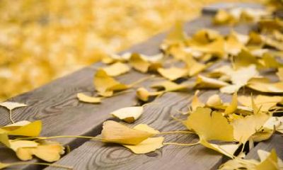 雨水节气谚语大全,民间关于雨水节气的农谚大全！