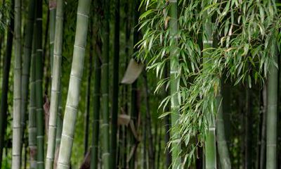 2022有车有房的生肖是 属鼠 属虎 属龙